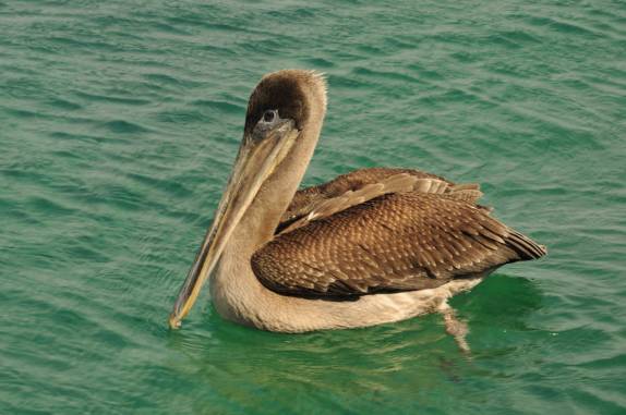 Pelicano nada no canal entre as ilhas de Santa Cruz e Baltra, em Galápagos
